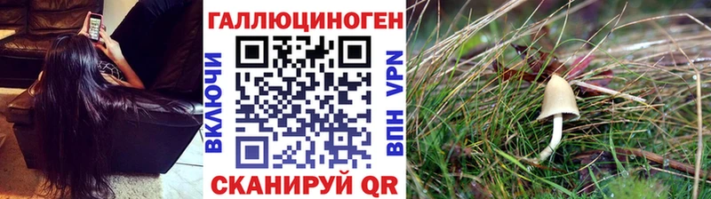 Купить где  Мурманск  Псилоцибиновые грибы MAGIC MUSHROOMS 